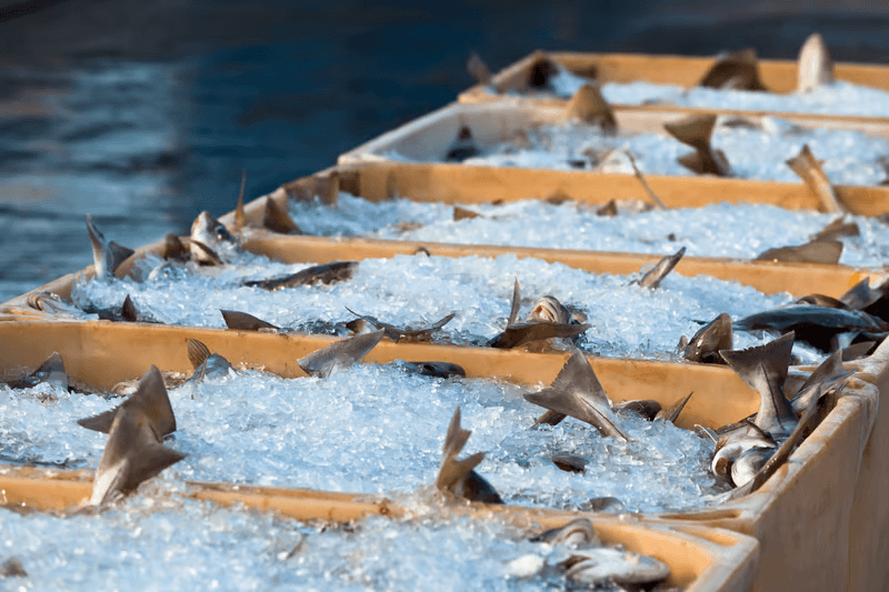 Refrigerated & Frozen Consolidated Loose Cargo